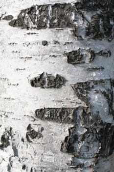 Birch cortex, invoiced skin, wooden background