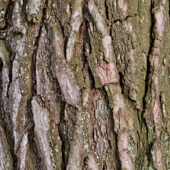 Close up of an Elm Tree Bark