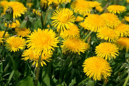 Yellow dandelions on green herb, stalk colour