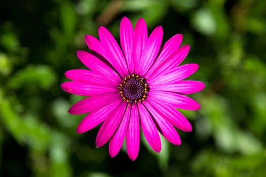 one pink flower isolated on green background