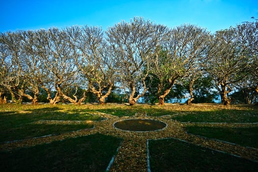 Frangipani,Plumeria trees in autumn