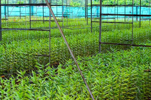 Orchid in a nursery ,Orchid house