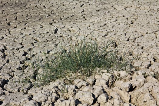 grass growing in the dried lake ground, horizontal shot with shallow DOF