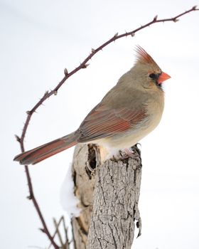 A female cardinal perched on a tree branch.