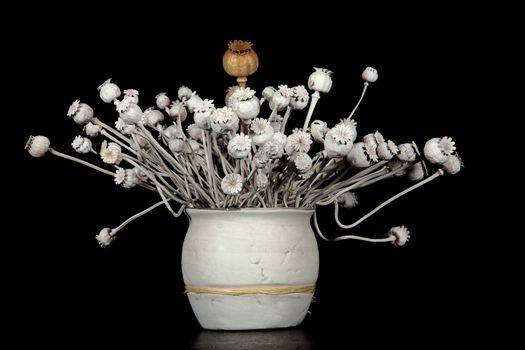 Poppy decorative, dried up, in a white vase on a black background