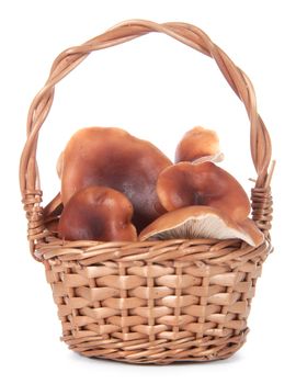 Wicker Wicker basket made of twigs, filled with mushrooms, on white background.