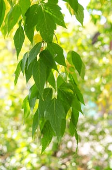 Beautiful green leaves make pattern background at sunny day