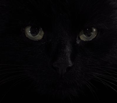 a black cat eyes