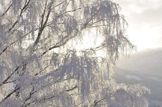 a birch in sunshine on a cold winterday