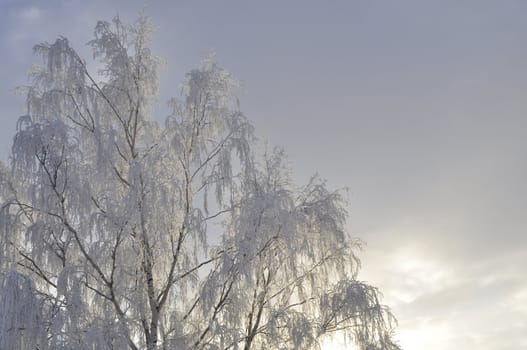 a birch in sunshine on a cold winterday