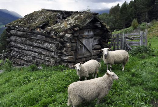 a couple of sheeps in the mountains