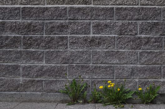 flowers groving in the wall