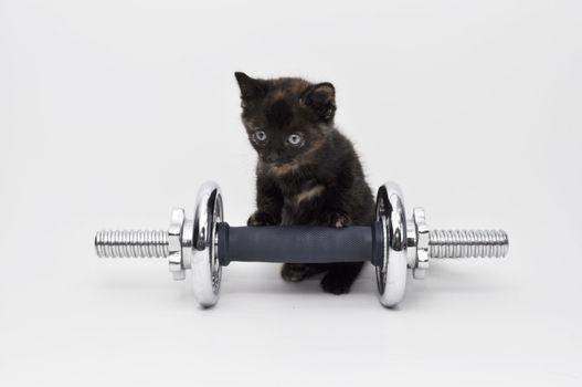 a kitten doing workout