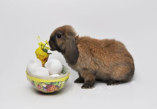 a rabbit and easter decoration