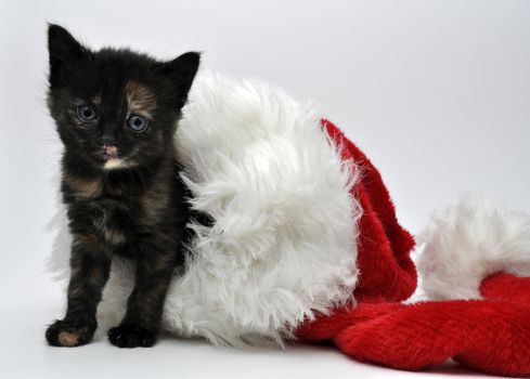 a kitten with christmas decoration