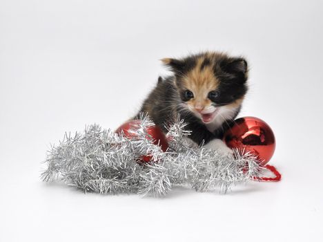 a kitten with christmas decoration