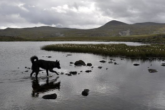 a dog playing in a lake