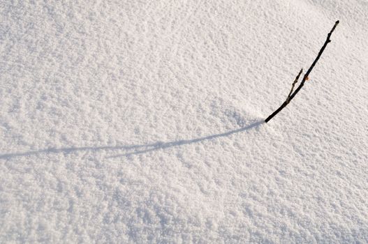 a small tree in the snow