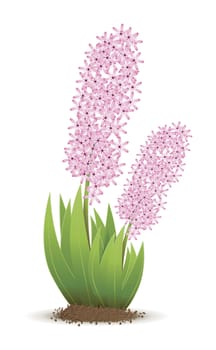 An image of a beautiful pink hyacinth