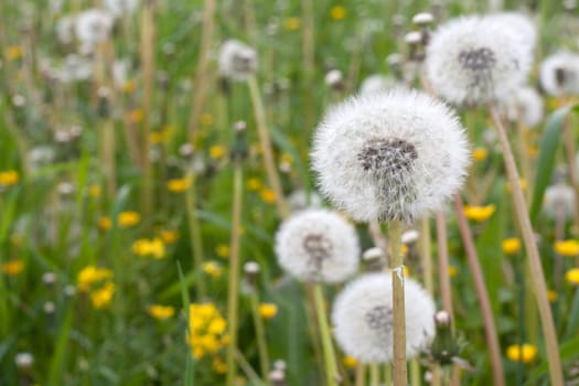 Dandelions have ripened and molder on green herb