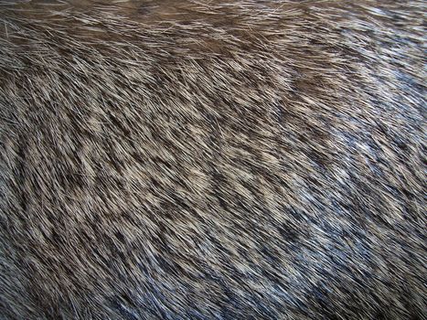 Close up photo of Fur