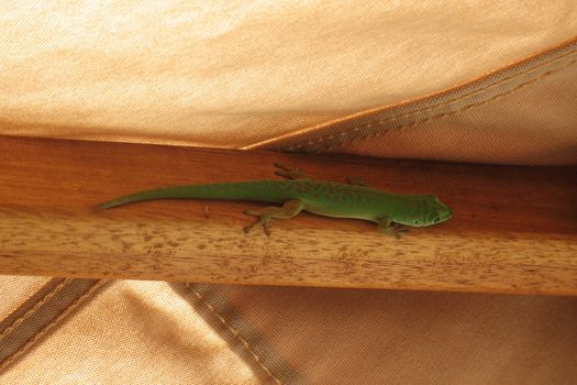 Little green gecko in shadow of tent