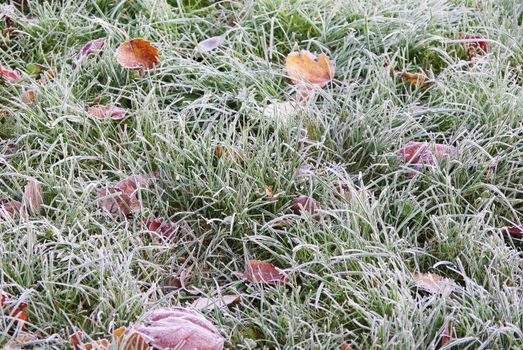 Frozen lawn in december early morning