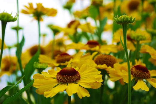 Flight over the field of yellow daisies