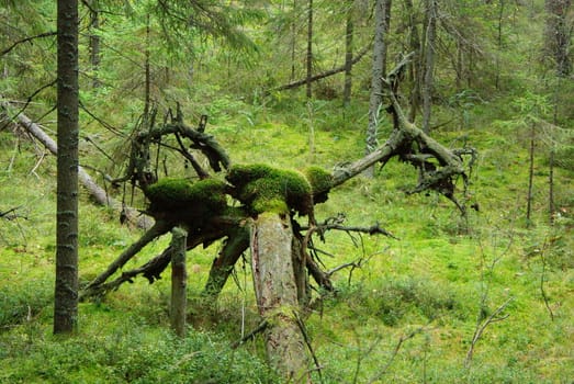 Roots of fallen tree looking as a forest demon