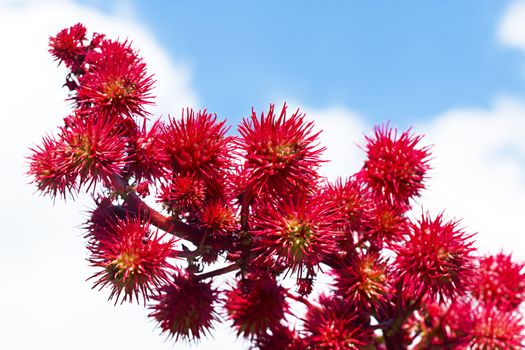 castor flowers against the blue sky with clouds