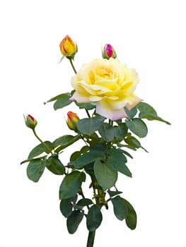 yellow rose with unopened buds isolated on a white background