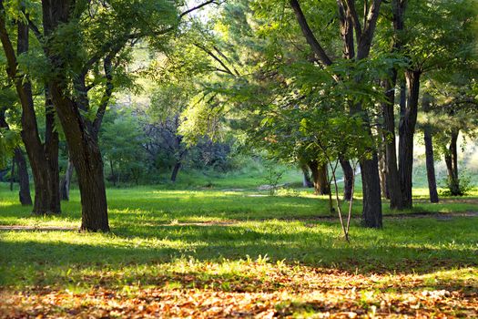 Clearing in autumn park illuminated by the sun