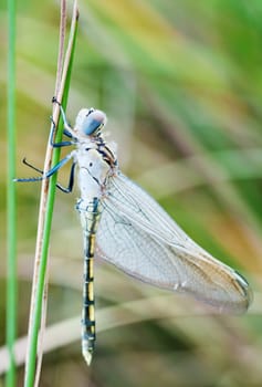 beautiful image of a young newly hatched dragonfly