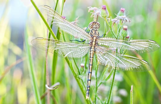 beautiful image of a young newly hatched dragonfly