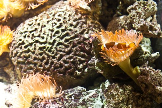 Detail of coral reef: Egypt, Red Sea