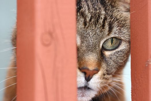 cat focused on prey