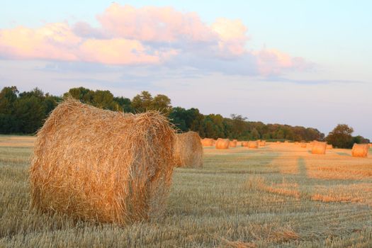 bales in field