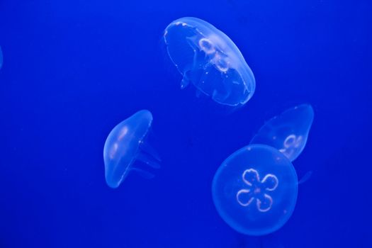 Jellifish in aquarium with simple blue background