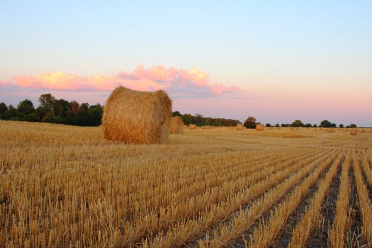 harvest time