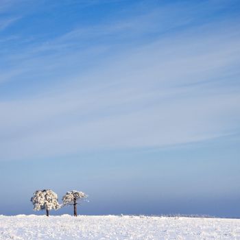 tree in frost and landscape in snow against blue sky. Winter scene