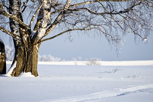 View of birch at sunny day winter landscape