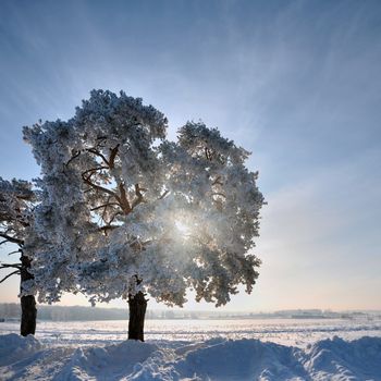 Single tree in winter weather at sunset