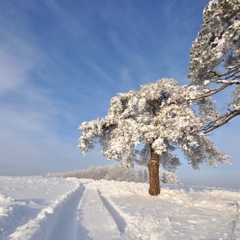 tree in winter with snow covered fields under sun