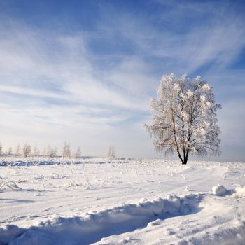 one tree in beautiful winter landscape under sky