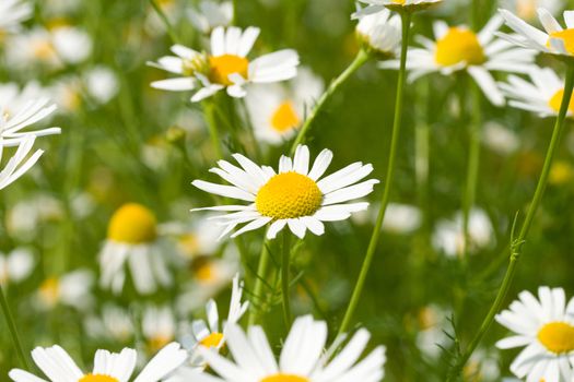 meadow with chamomiles, selective focus