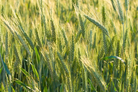 close-up ears of wheat in field, selective focus