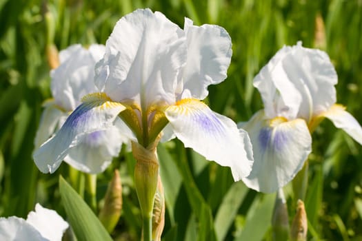 close-up white iris, spring flower