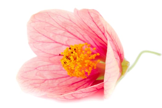 close-up pink flower, isolated on white