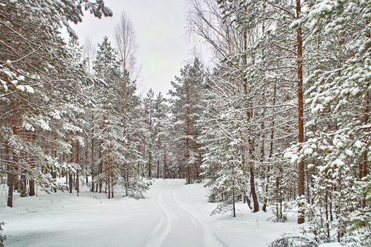 road in winter coniferous forest