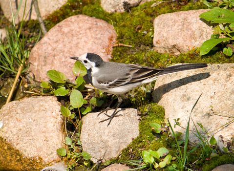 white wagtail standing on stone
